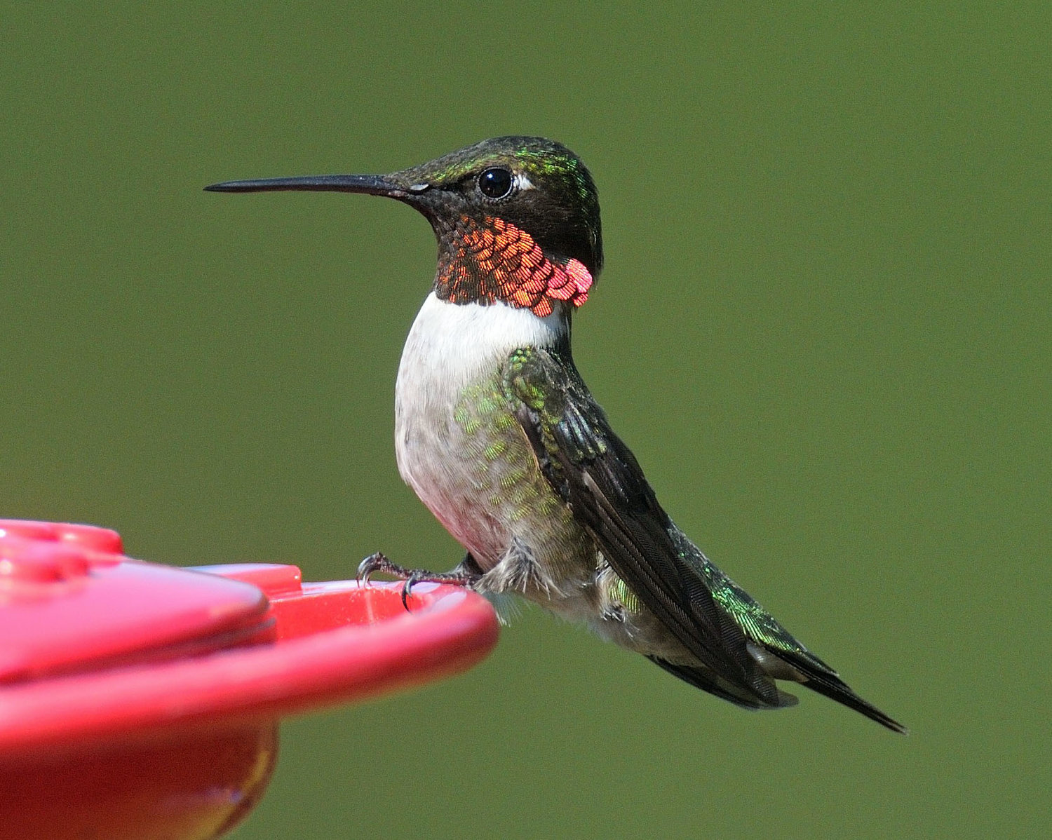 A male ruby-throated hummingbird is partaking of some sugar water at this feeder. The sugar water should be replaced every other day if the hummingbirds haven’t depleted it first. A mix of 1 part sugar to 4 parts of water is recommended. Use refined (white) sugar only. Extra sugar water mix can be kept in the refrigerator for up to two weeks.